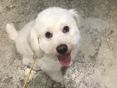 -PETKIT小佩宠物(昭化店)
