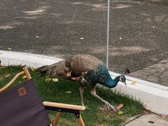 -J Create城市露营咖啡·简餐·宠物(上海动物园店)