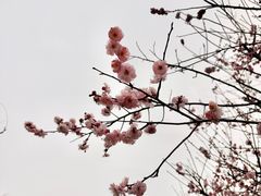 -香雪海
