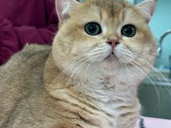 -北京观赏动物医院·24小时大型综合·猫专科·异宠专科