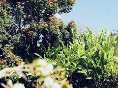 -中国科学院西双版纳热带植物园