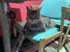 -猫色咖啡·猫咖