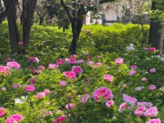 -洛阳市隋唐城遗址植物园