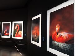 -罗红摄影艺术馆