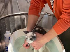 -PETKIT小佩宠物·低压洗护(国顺东路店)