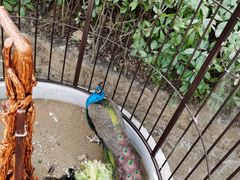 -上海崇明金茂凯悦酒店