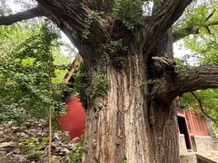 -晋祠公园