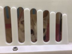 -艾贝尔宠物诊疗