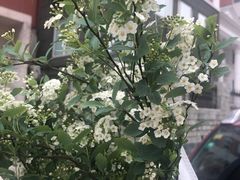 -绿叶子(春秀路店)