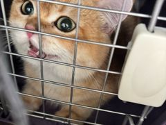 -美联众合动物医院·24h转诊中心