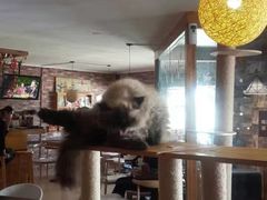 -喵园·猫主题咖啡厅·撸猫·猫咖(国贸店)