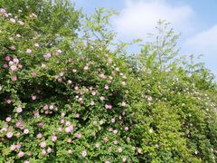 -永定河休闲森林公园