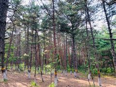 -帽儿山国家森林公园