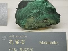 -中国地质博物馆