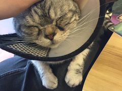 -猫猫幼稚园·撸猫·桌游·电玩
