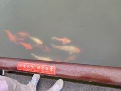 -西湖游船