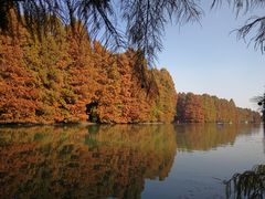 -上海海湾国家森林公园