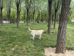 -爪吧宠物乐园 (温榆河示范区店)