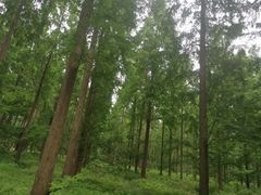 -黄海国家森林公园