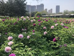 -洛阳市隋唐城遗址植物园