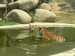 -泉州海丝野生动物世界
