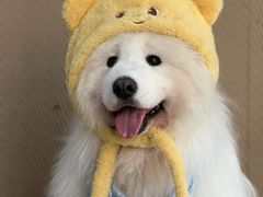 -星多哈·狗咖·拼豆·咖啡