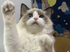 -momokira米努特·德文卷毛猫·棉花面纱犬