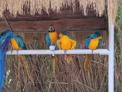 -西霞口神雕山野生动物世界