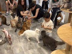 -楼上猫咖(罗湖店)