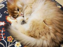 -欣宠猫屋·矮脚拿破仑·蓝金金渐层