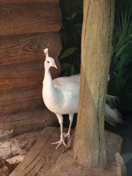 -Zoolung Zoolung动物主题公园(海信广场店)