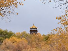 -金塔沙漠胡杨林景区