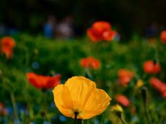 -上海共青森林公园