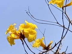 -梅沙尖