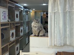 -李小姐の猫咖啡馆(五角场店)