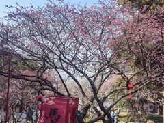 -无锡梅园公园
