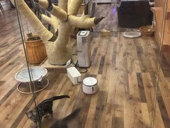 -袖虎·猫馆(体育西路店)