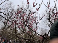 -梅花山(明孝陵内)