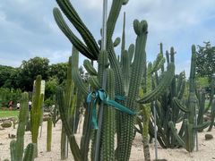 -东莞植物园