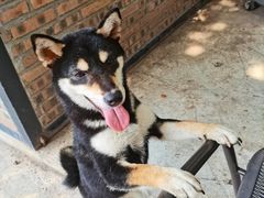 -柴犬高等学院·狗咖·柴犬售卖·宠物训练