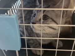 -艾吉宠物医院·疑难杂症转诊中心·猫友好(碧江路院)