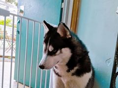 -喜柴咖啡·柴犬狗咖