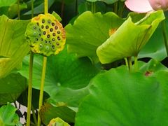 -荷塘月色湿地公园·向阳花洲