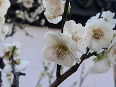 -杭州植物园