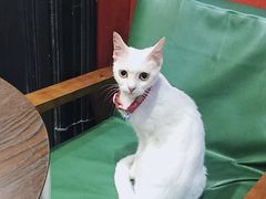 -猫色咖啡·猫咖