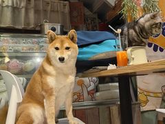-小时光咖啡馆(北锣鼓巷店)