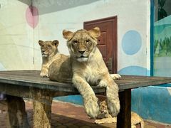 -大连森林动物园