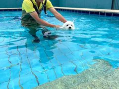 -趣玩宠物乐园寄养训犬训狗游泳池
