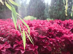 -莲花池公园