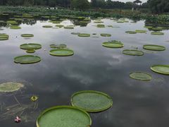 -荷塘月色湿地公园·向阳花洲
